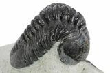 Morocconites Trilobite Fossil - Ofaten, Morocco #347296-2